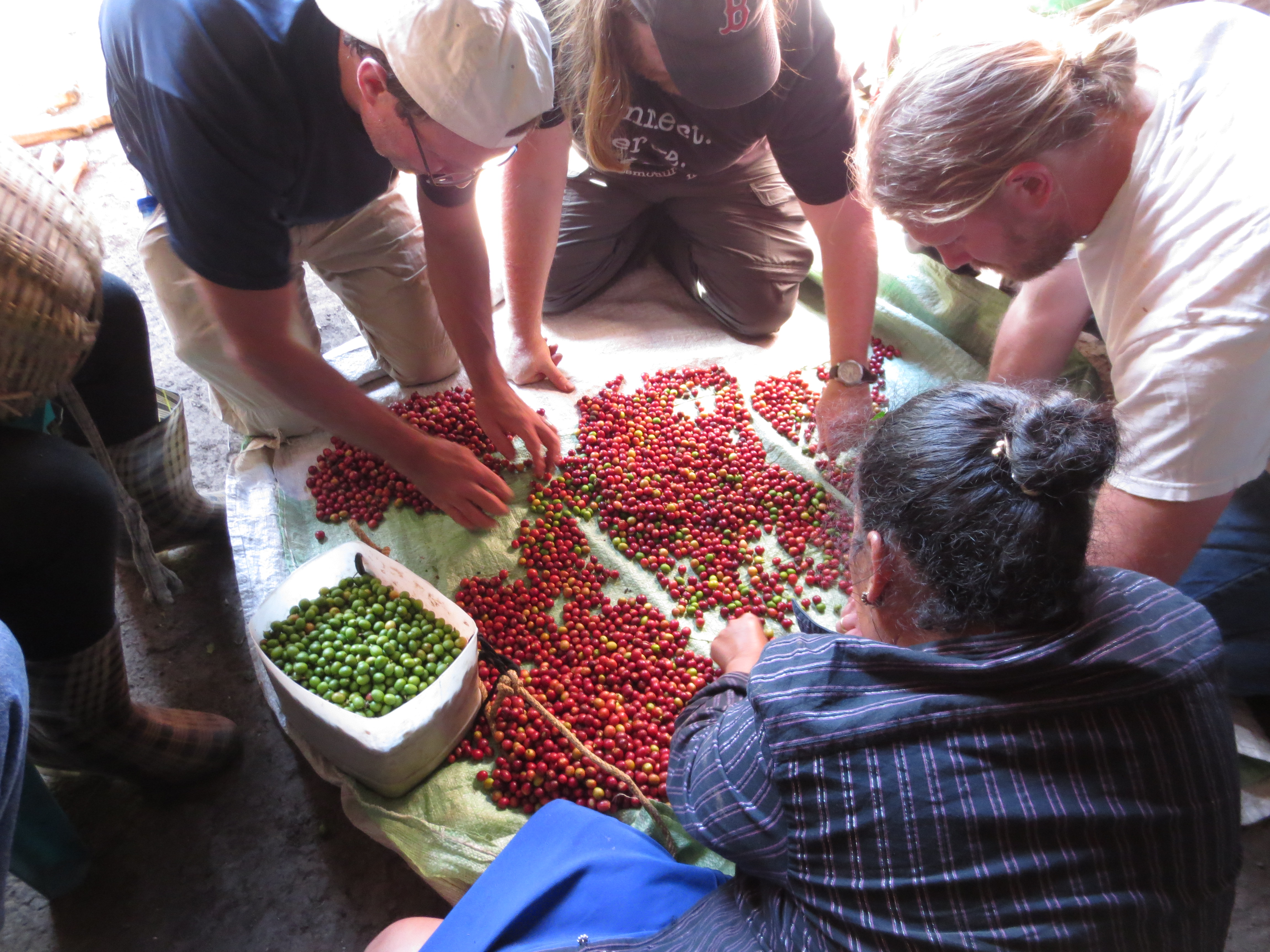 Participants helping to sort coffee cherries